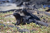 Santa Fé - Galapagos