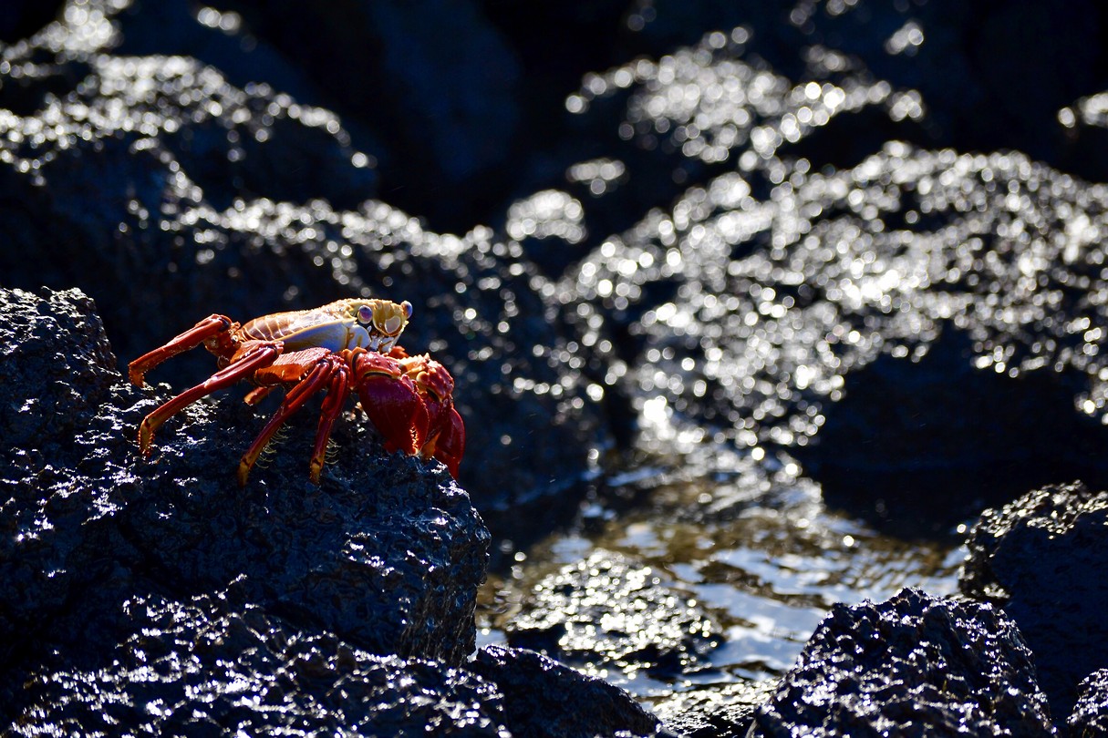 Sante Fé - Galapagos