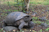 El Chato Farm - Galapagos