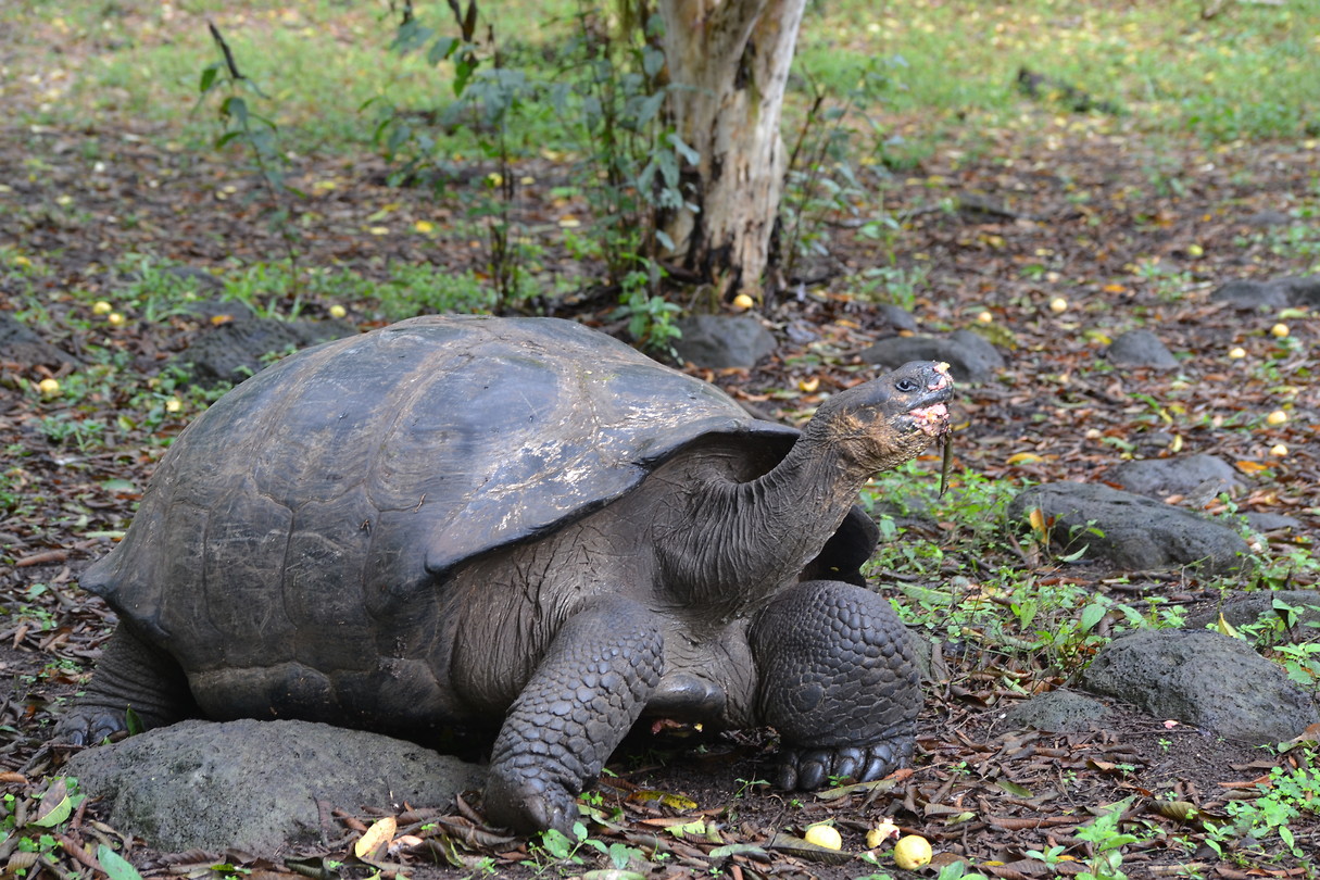 El Chato Farm - Galapagos