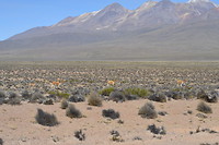 De knagers in de verte - Arequipa