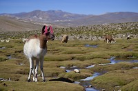 Lama's - Cusco