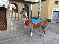 Lama met kwastjes - Yanque