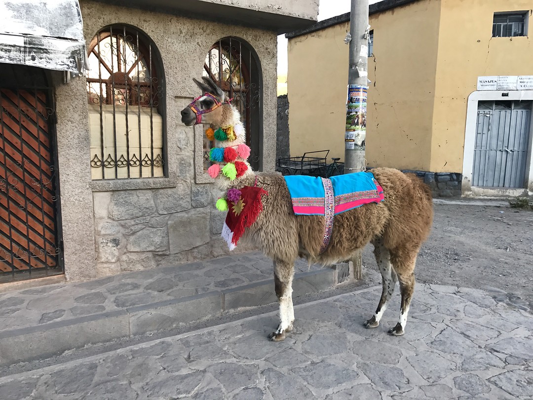 Lama met kwastjes - Yanque