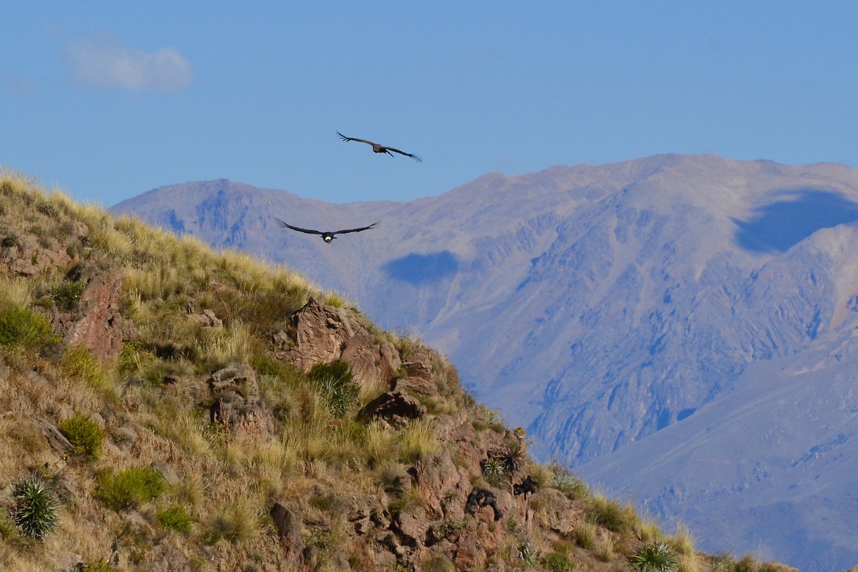 Condors spotten - Colca Canyon