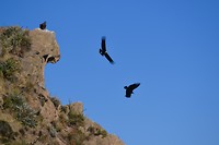 Condors spotten - Colca Canyon