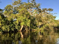 Jungle - Santa Rosa