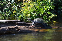 Turtle - Santa Rosa