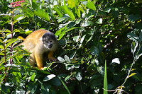 Monkey - Santa Rosa