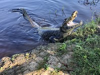 Alligator - Santa Rosa