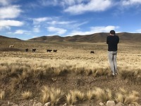 Koe kiekjes - Las Vegas