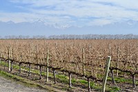 Bodega Salentein - Los Arboles