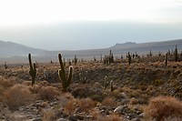 En overal veel cactussen te zien..