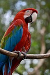 Papegaai - Iguazú