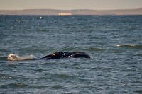 Walvis! - Puerto Pirámides
