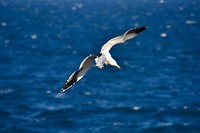 Bird - Puerto Pirámides