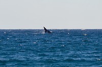 Walvis - Puerto Pirámides