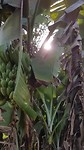 bananen