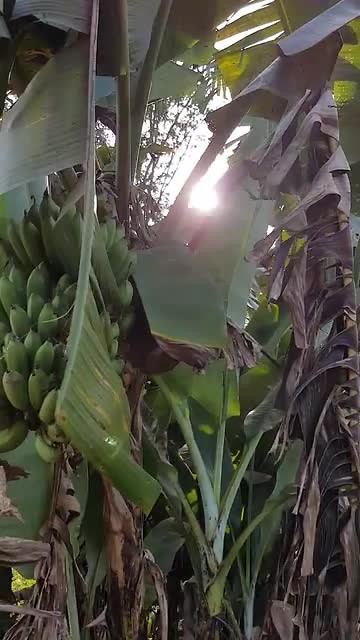 bananen