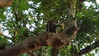 aapje in de mangrove