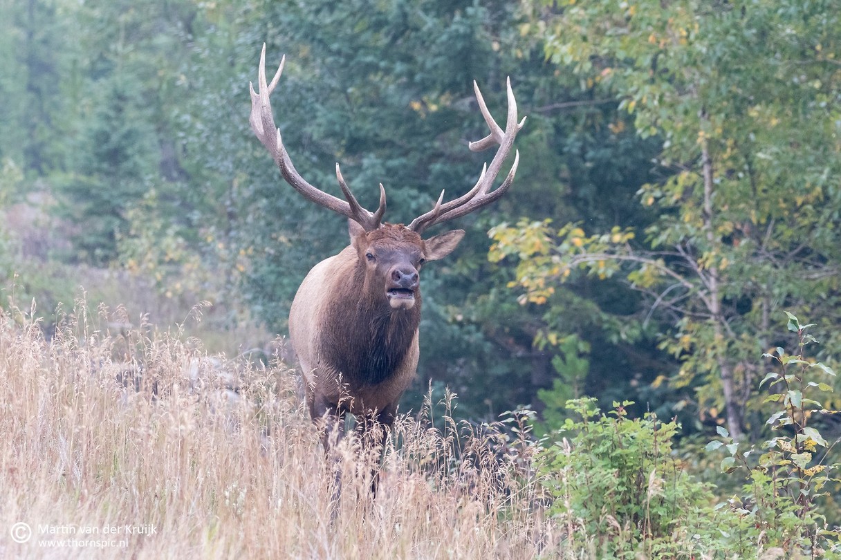 Elk man Foto Martin’s reisblog
