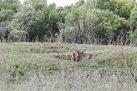 _MG_0806