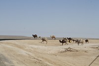 _MG_1019