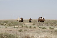 _MG_0939