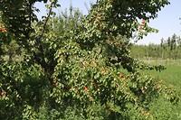 IMG_1459 Abrikozen