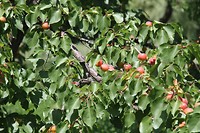 IMG_1458 Abrikozen