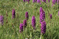 IMG_1410 wilde orchidee