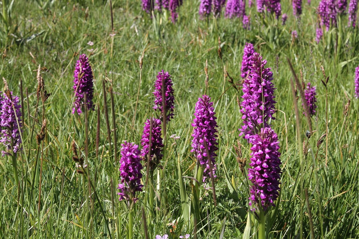 IMG_1410 wilde orchidee
