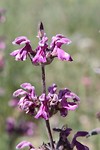 IMG_1405 bloemenpracht
