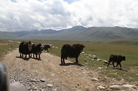 IMG_1986