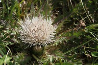 IMG_1963