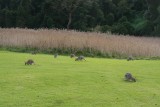 Bunya Campground