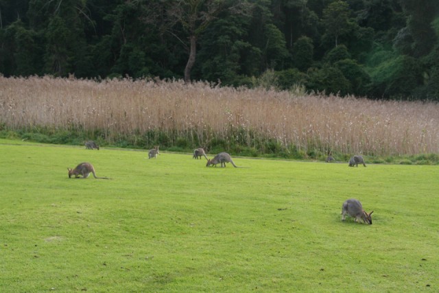 Bunya Campground