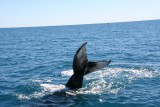Walvis