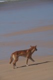 Dingo