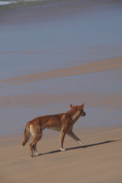 Dingo