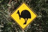 Cassowarry warning sign