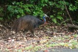 Gespot! ...CASSOWARY