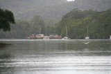 Daintree river