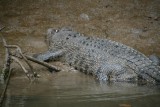 Krokodil