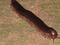 duizendpoot 15 cm