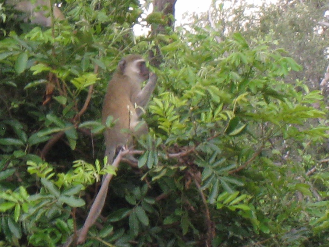 baboon