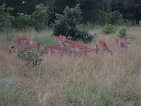 impala's