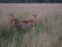 antilope soort