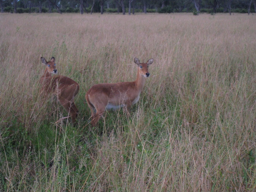 antilope soort