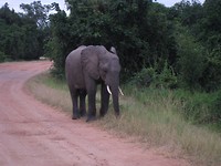 olifant op 5 meter samen met hele olifantenfamilie